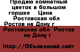 Продаю комнатный цветок в большом горшке. › Цена ­ 600 - Ростовская обл., Ростов-на-Дону г.  »    . Ростовская обл.,Ростов-на-Дону г.